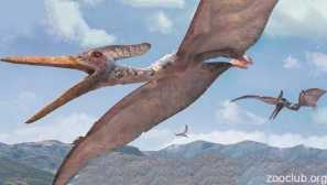 Pterodaktil